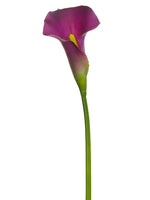 Purple Eggplant