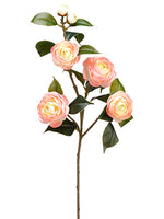 Peach Pink