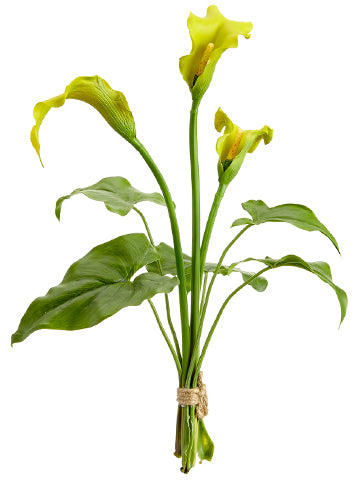 Green Yellow