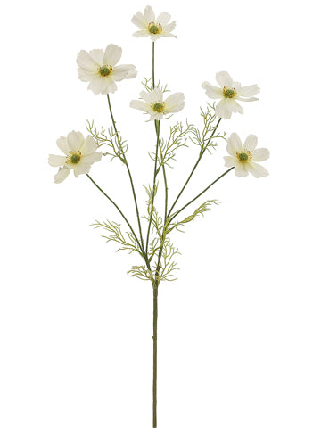 31" Cosmos Spray  Cream (pack of 12)
