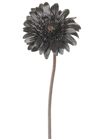 21" Black Magic Gerbera Daisy Spray Black (pack of 12)