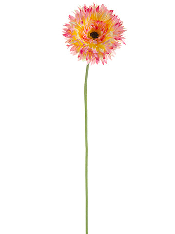 Cerise Cream