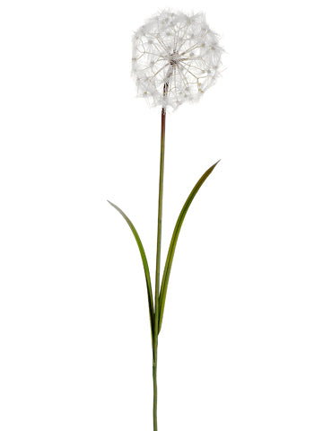 48" Dandelion Spray  Cream (pack of 8)