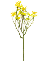Two Tone Yellow