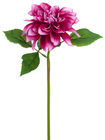 Rubrum