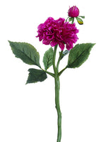 Rubrum