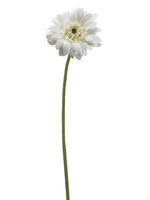18" Gerbera Daisy Spray  Cream (pack of 12)