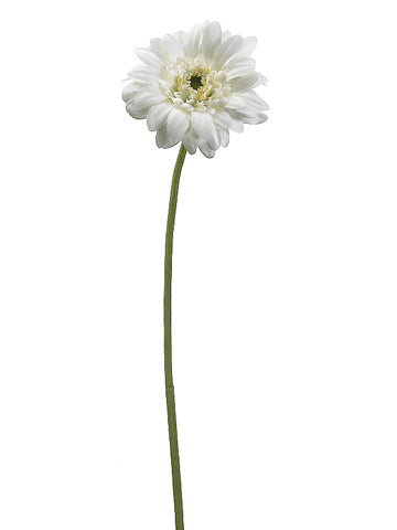 18" Gerbera Daisy Spray  Cream (pack of 12)