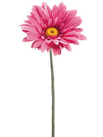 Cerise