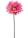 Cerise