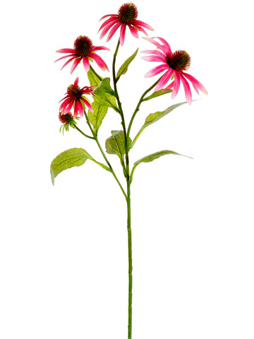 Cerise