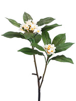 34" Frangipani Spray x2  Cream (pack of 6)