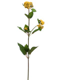 Soft Yellow