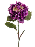 Orchid