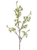 36" Witch Hazel Spray  Green/Cream (pack of 12)