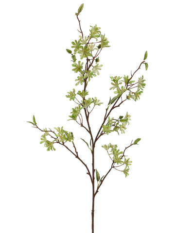 36" Witch Hazel Spray  Green/Cream (pack of 12)