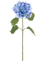 Delphinium