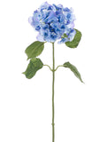 Delphinium