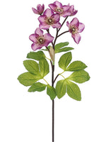 Mauve