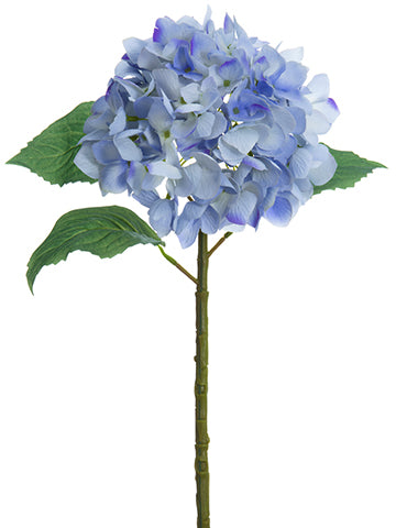 Delphinium Blue