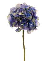 Helio Delphinium