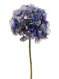 Helio Delphinium