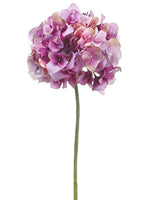 Two Tone Orchid