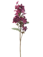 Burgundy Boysenberry