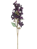 Eggplant