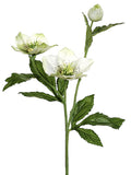 Cream Green