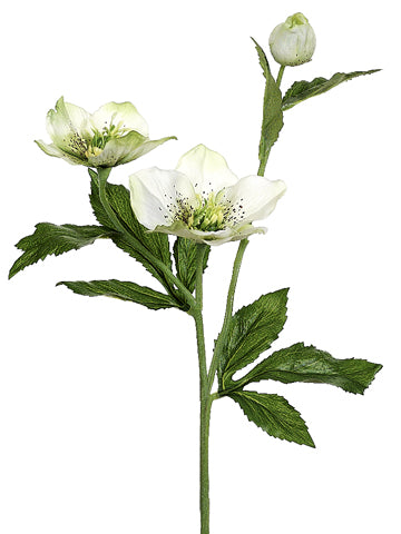 Cream Green