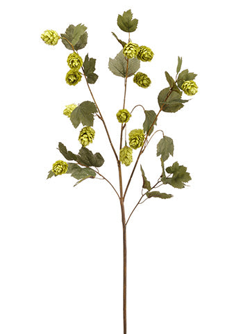 37" Hops Spray  Green (pack of 6)