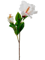 White Beauty