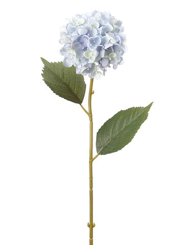 Delphinium Blue