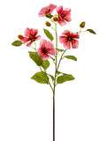 Cerise