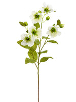 Cream Green