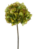 Green Avocado
