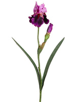 Violet Lilace