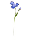 Lavender Purple