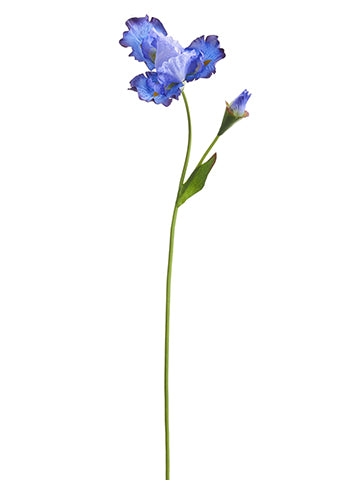 Lavender Purple