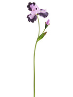 Purple Lavender