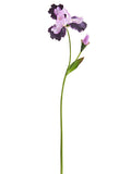 Purple Lavender
