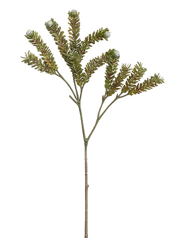 26"Leucadendron Spray  Green (pack of 12)