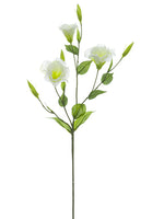 Cream White