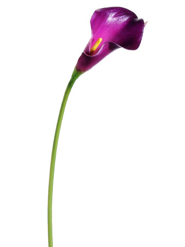Eggplant