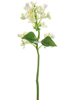 White Cream