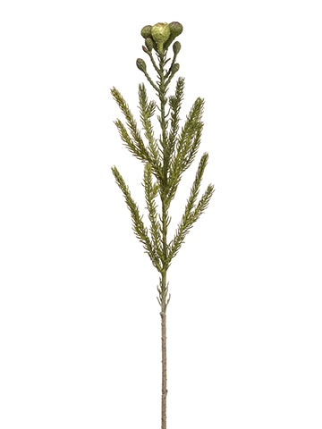 21" Leucadendron Spray  Green (pack of 12)