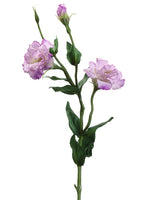 Two Tone Lilac
