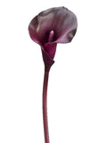 Eggplant