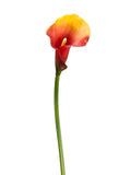 Two Tone Flame
